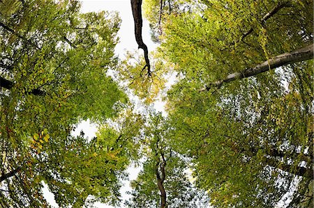 Vue d'angle faible de hêtres dans la forêt Photographie de stock - Premium Libres de Droits, Code: 614-05792496