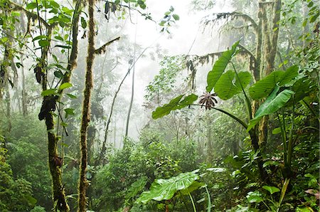 fog forest - Cloud forest, Mashpi, Ecuador Stock Photo - Premium Royalty-Free, Code: 614-05819088