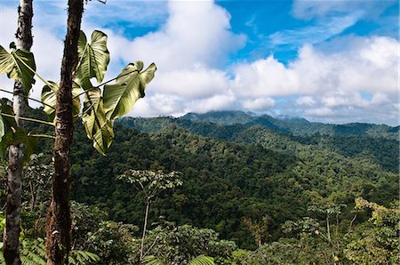 fog forest - Cloud forest, Mashpi, Ecuador Stock Photo - Premium Royalty-Free, Code: 614-05819089