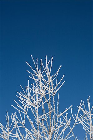 Hoar frost on branches Foto de stock - Royalty Free Premium, Número: 614-05955392