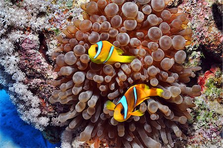 reefs - Anemone fish in the Red Sea, Egypt Foto de stock - Sin royalties Premium, Código: 614-06002169