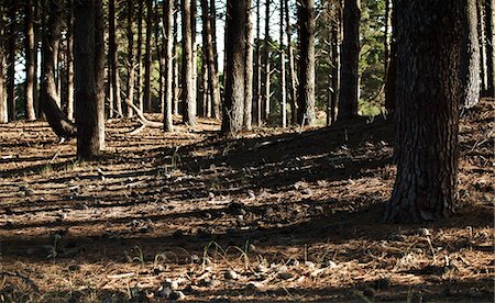 extremism - Shadows in pine forest Stock Photo - Premium Royalty-Free, Code: 614-06002177