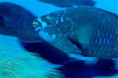 face underwater - Midnight Blue Parrotfish Foto de stock - Sin royalties Premium, Código: 614-06002555