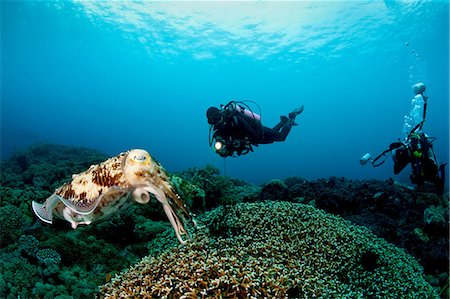 scuba-diving - Scuba Diving in Buyat Bay Stock Photo - Premium Royalty-Free, Code: 614-06002587