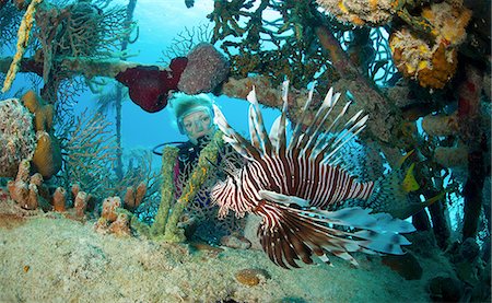 scuba-diving - Lionfish in Unnatural Habitat Stock Photo - Premium Royalty-Free, Code: 614-06044219