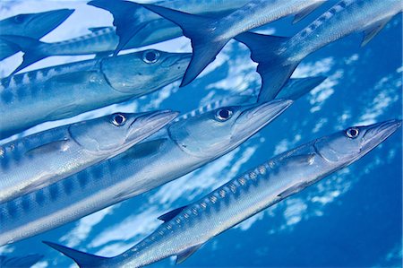 face underwater - School of Blackfin Barracuda. Stock Photo - Premium Royalty-Free, Code: 614-06044264