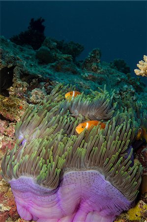 saltwater fish - Anemonefish and Anemone Stock Photo - Premium Royalty-Free, Code: 614-06044277