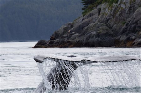 finback whale - Tail of Humpback Whale Stock Photo - Premium Royalty-Free, Code: 614-06044270