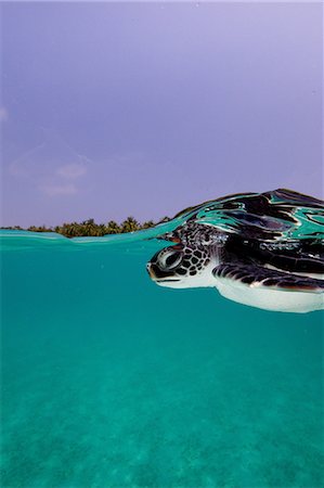 face underwater - Juvenile Green Sea Turtle Stock Photo - Premium Royalty-Free, Code: 614-06044304