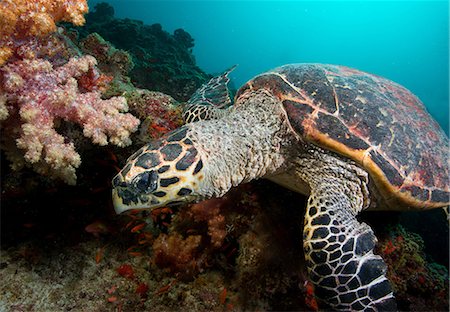 Hawksbill Turtle on Coral Reef Foto de stock - Sin royalties Premium, Código: 614-06044303