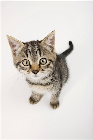 Cute kitten looking at camera Stock Photo - Premium Royalty-Free, Code: 614-06043356