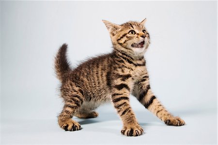 Scared kitten Stock Photo - Premium Royalty-Free, Code: 614-06043376