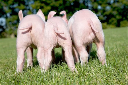 piglet - Three piglets in field, rear view Stock Photo - Premium Royalty-Free, Code: 614-06043395