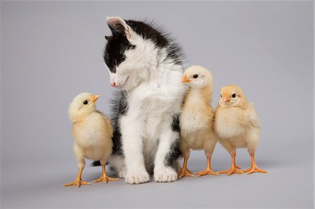 Kitten and chicks Foto de stock - Sin royalties Premium, Código: 614-06043407