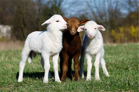Three goat kids on grass Stock Photo - Premium Royalty-Free, Code: 614-06043462