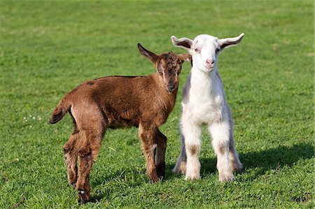 Two goat kids in field Stock Photo - Premium Royalty-Free, Code: 614-06043472