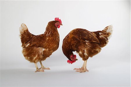 Two hens, studio shot Foto de stock - Sin royalties Premium, Código: 614-06043495