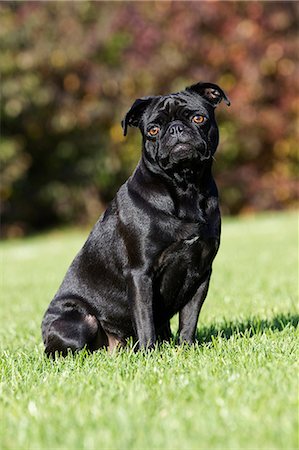 Black dog sitting on grass Stock Photo - Premium Royalty-Free, Code: 614-06043492