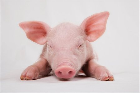 piglet - Piglet with eyes closed Stock Photo - Premium Royalty-Free, Code: 614-06043518