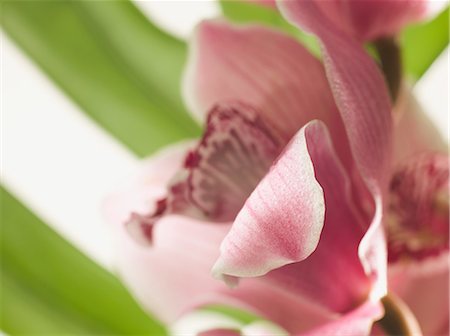 simsearch:649-07648640,k - Pink flower, close up Stock Photo - Premium Royalty-Free, Code: 614-06043688