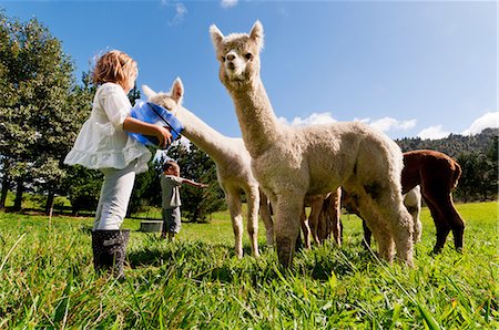 Children feeding alpacas in field Stock Photo - Premium Royalty-Free, Code: 614-06043919