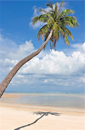 simsearch:614-05955565,k - Palmier sur désertes Natien Beach, Koh Samui, Thaïlande Photographie de stock - Premium Libres de Droits, Code: 614-06116056