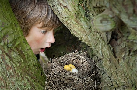 Boy looking at eggs in bird's nest Stock Photo - Premium Royalty-Free, Code: 614-06116248