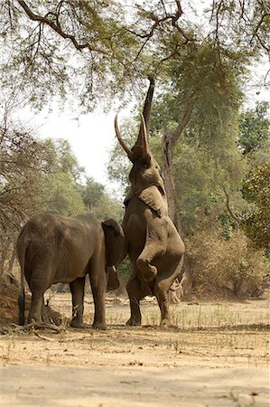 Éléphants d'Afrique, l'un sur les pattes arrière atteignant jusqu'à l'arborescence, les réserves de Mana Pools, Zimbabwe Photographie de stock - Premium Libres de Droits, Code: 614-06336465