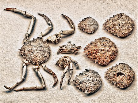squelette - Morceaux de coquilles de crabe Photographie de stock - Premium Libres de Droits, Code: 614-06442280