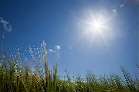 Lumière du soleil au fil de longues herbes Photographie de stock - Premium Libres de Droits, Code: 614-06442666