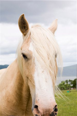 Close up portrait of horse Stock Photo - Premium Royalty-Free, Code: 614-06442966