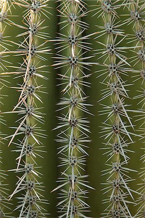 Close up of cactus surface Stock Photo - Premium Royalty-Free, Code: 614-06442962