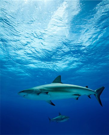 Reef sharks swimming underwater Stock Photo - Premium Royalty-Free, Code: 614-06536708