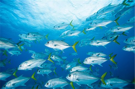 shoal - School of fish swimming underwater Stock Photo - Premium Royalty-Free, Code: 614-06536712