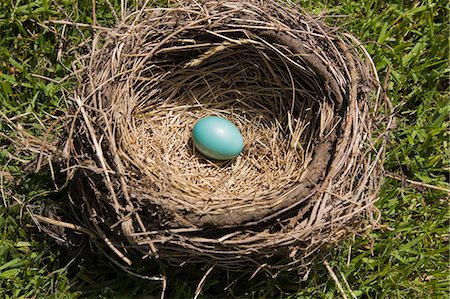 start growing plant - Blue egg in bird's nest Stock Photo - Premium Royalty-Free, Code: 614-06536912