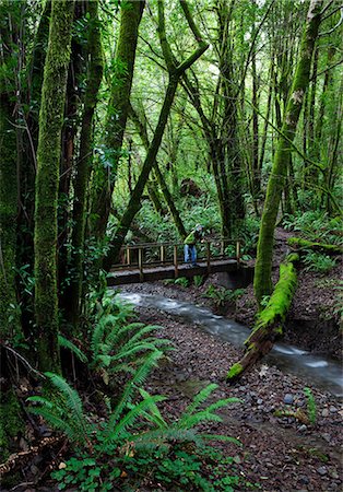 forest bridge - Man standing on bridge in forest Stock Photo - Premium Royalty-Free, Code: 614-06536949