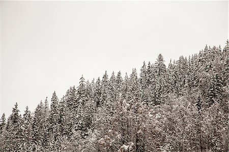 simsearch:614-06718312,k - Snowy trees on mountainside Photographie de stock - Premium Libres de Droits, Code: 614-06624572