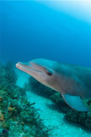 Dolphin underwater Stock Photo - Premium Royalty-Free, Code: 614-06623325