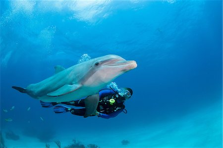scuba and coral - Diver with dolphin Stock Photo - Premium Royalty-Free, Code: 614-06623328