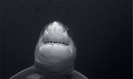 powerful eye in animal - Great white shark Stock Photo - Premium Royalty-Free, Code: 614-06623333