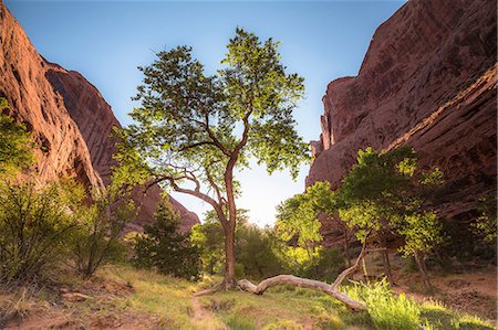 Trees growing in green valley Stock Photo - Premium Royalty-Free, Code: 614-06720101