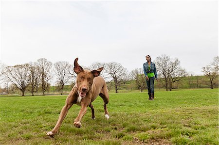 Dog running across grass Stock Photo - Premium Royalty-Free, Code: 614-06897414