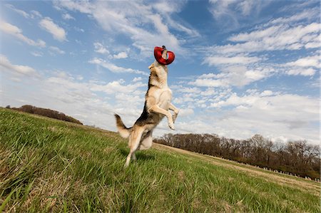 fun happy dog - Alsatian dog leaping up to catch frisbee Stock Photo - Premium Royalty-Free, Code: 614-06897424