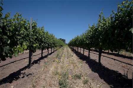 Grapevines in vineyard Foto de stock - Sin royalties Premium, Código: 614-06898069