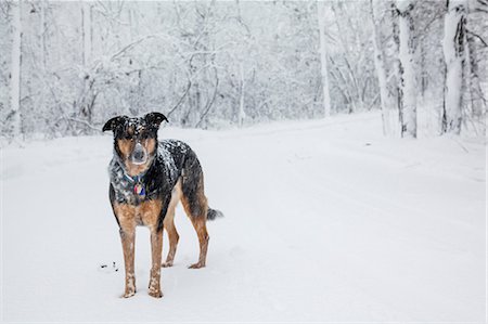 Dog standing in snow covered forest Stock Photo - Premium Royalty-Free, Code: 614-06898377