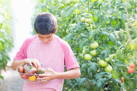 farm and boys - Boy picking fresh tomatoes Stock Photo - Premium Royalty-Free, Code: 614-06974023