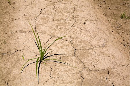 Grass sprouting from dried earth Photographie de stock - Premium Libres de Droits, Code: 614-06974502
