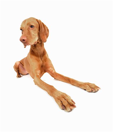 surreale - Studio portrait of alert vizsla dog Fotografie stock - Premium Royalty-Free, Codice: 614-07031945