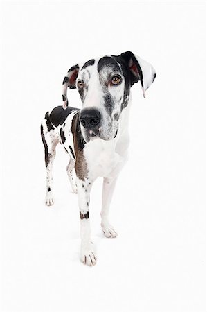 Studio portrait of great dane Photographie de stock - Premium Libres de Droits, Code: 614-07031949