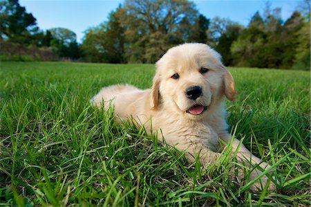 Golden retriever puppy lying down on grass Foto de stock - Sin royalties Premium, Código: 614-07031959